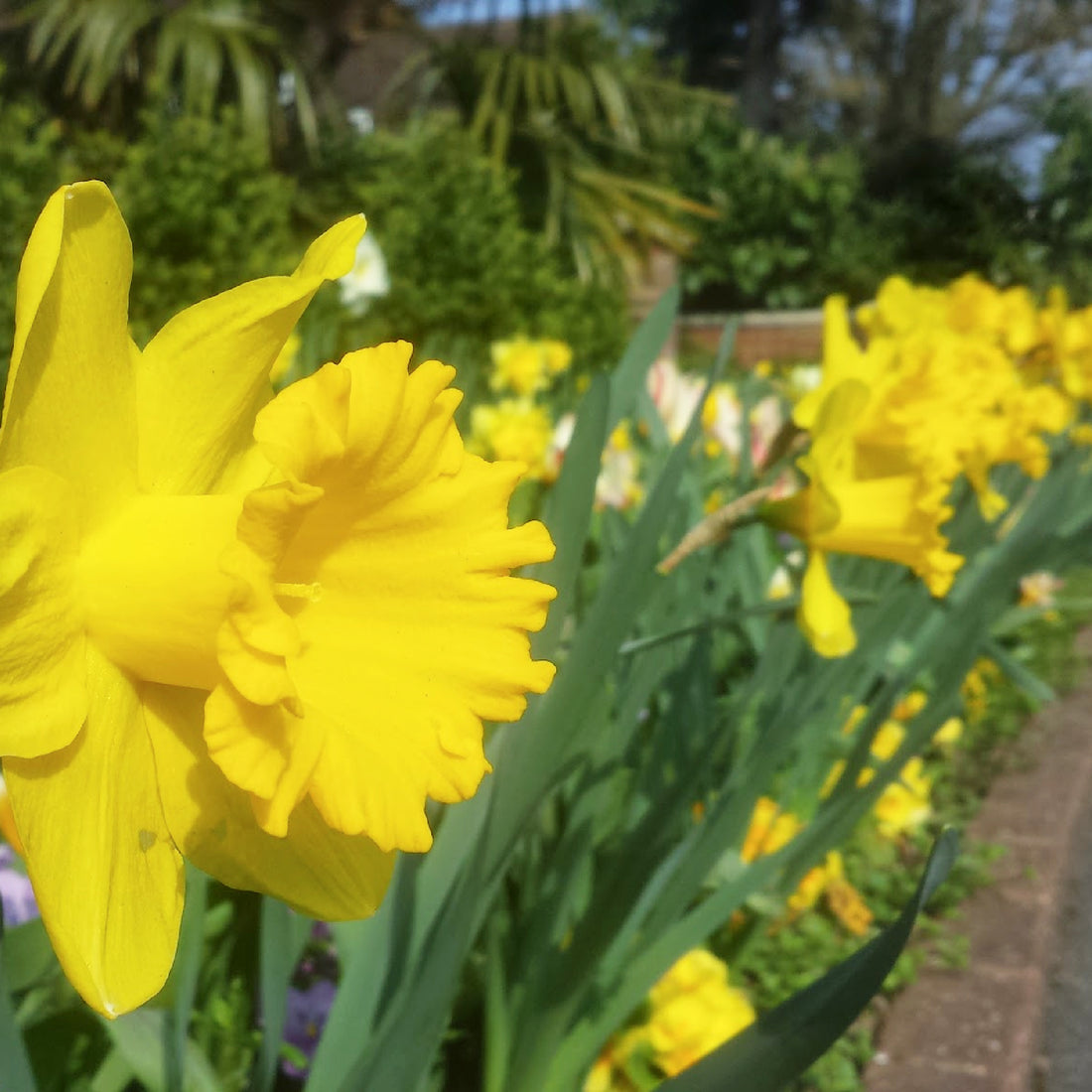daffodils | spring | equinox |